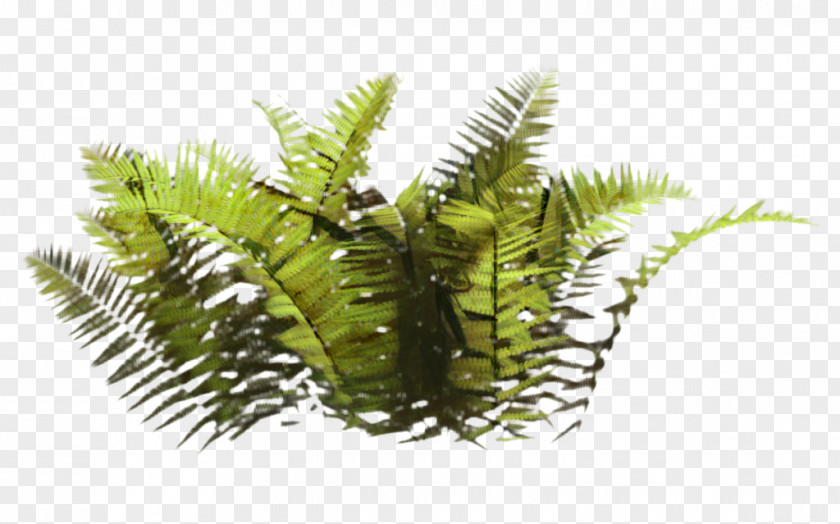 Tree Terrestrial Plant Fern Plants PNG