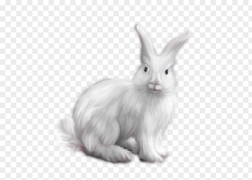Rabbit Domestic Angora White Clip Art PNG