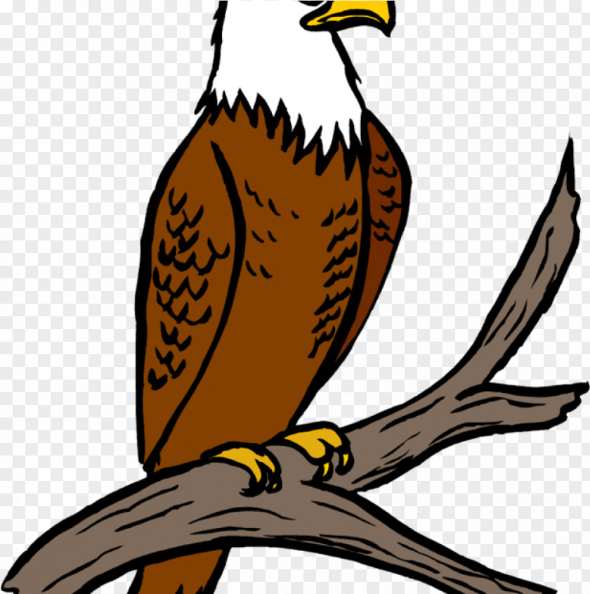 Red Shouldered Hawk Sharp Shinned American Football Background PNG