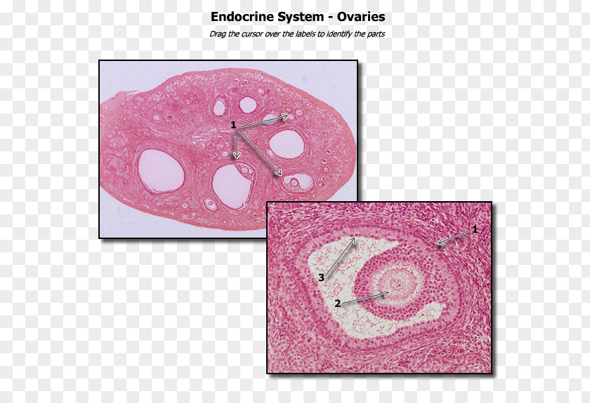 Anatomy Ovary Human Histology Urinary Bladder PNG