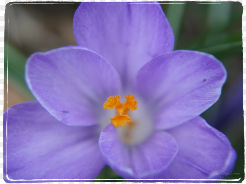 Crocus Violet Purple Lilac Lavender PNG