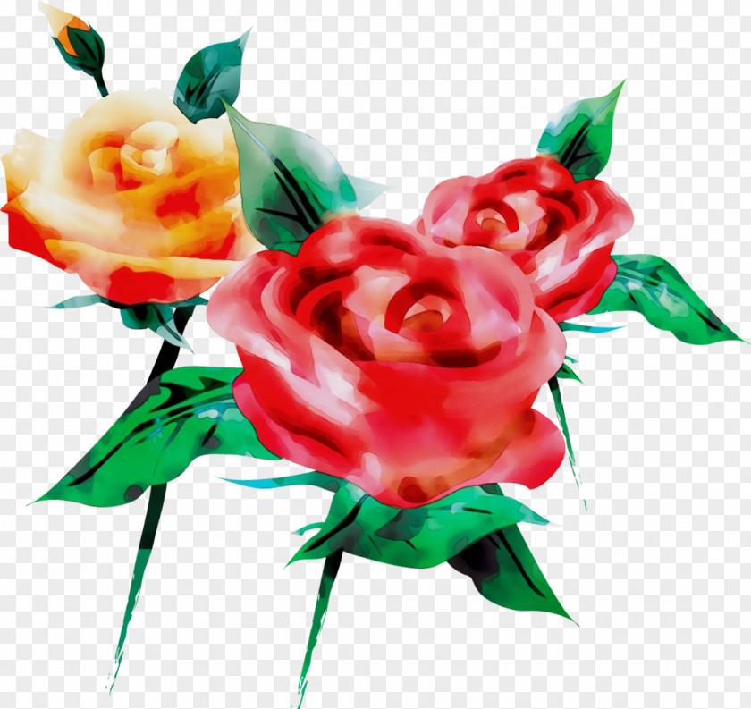 Garden Roses PNG