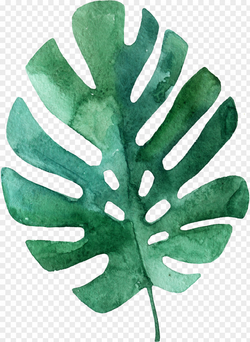 Olive Leaf Tropics Drawing Palm Branch PNG