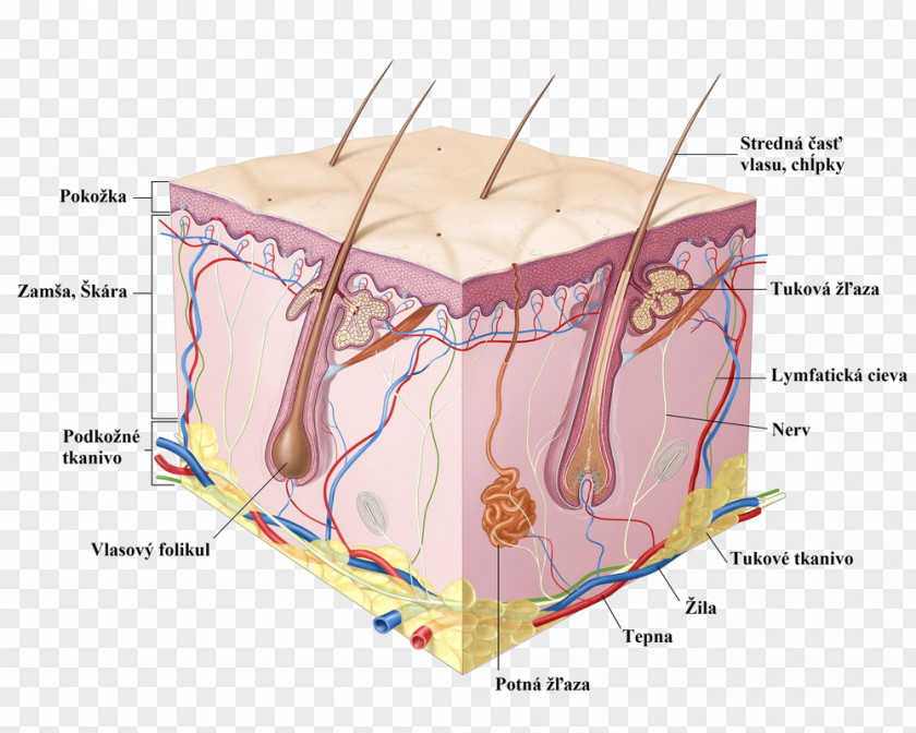 Parts Of The Body Human Skin Cell Epidermis Anatomy PNG