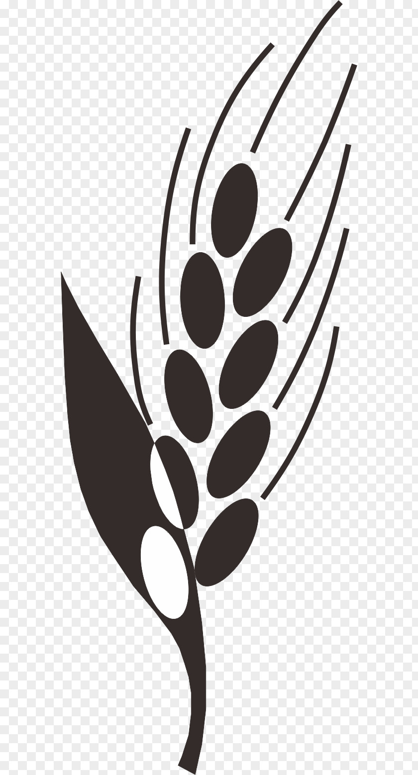 Barley,Rice,paddy,Rice,paddy,food Paddy Field Oryza Sativa Clip Art PNG