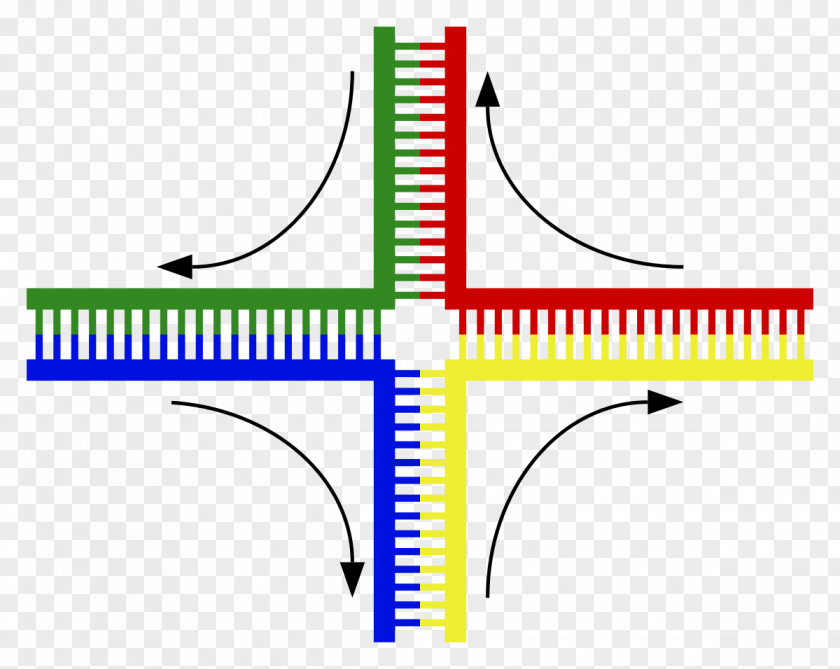 Hollidays Holliday Junction DNA Chromosomal Crossover Cruciform Genetics PNG