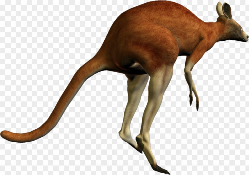 Kangaroo PhotoScape PNG