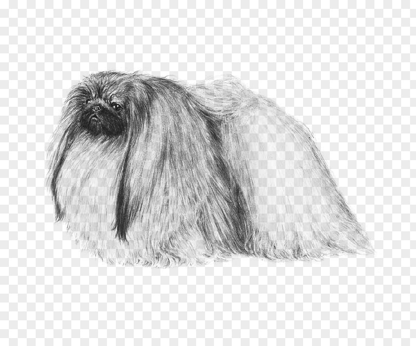 Pekingese Affenpinscher Shih Tzu Lhasa Apso Tibetan Terrier PNG