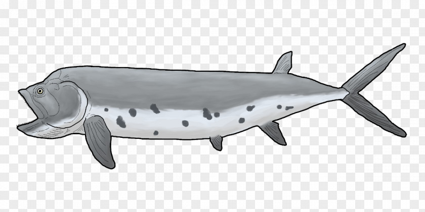 Shark Porpoise Cetacea Dolphin PNG