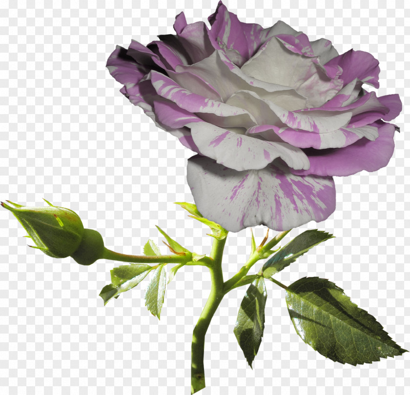 White Rose Garden Roses Still Life: Pink Cut Flowers Lilac PNG