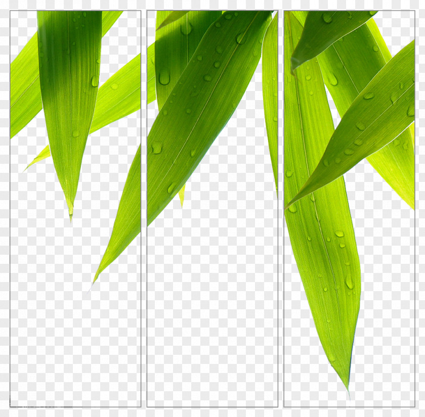 Bamboo Leaves Background PNG