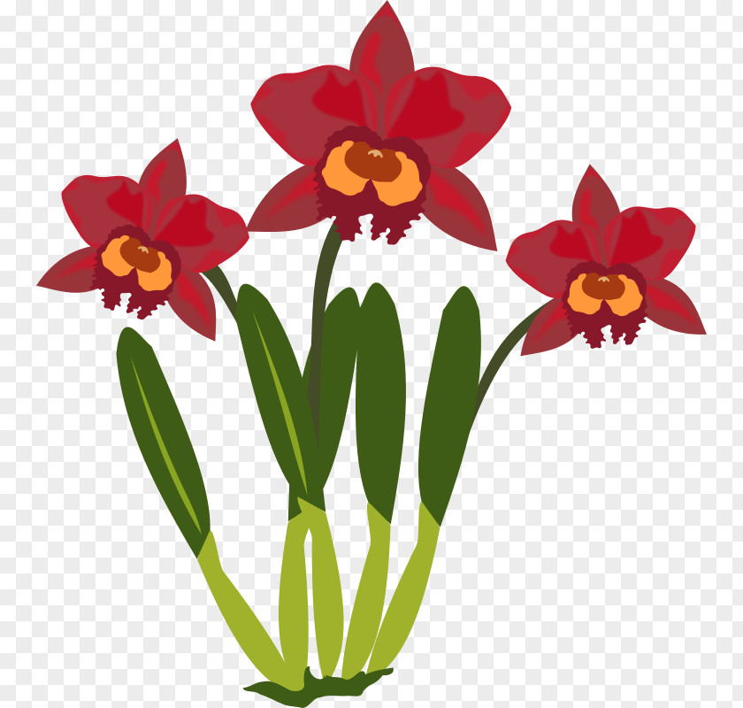 Cattleya Orchids Clip Art PNG