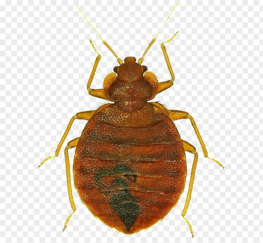 Cockroach Lakewood Exterminating Bed Bug Control Techniques Pest PNG