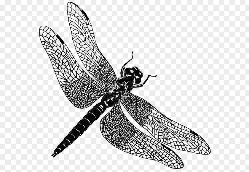 Dragonfly Public Domain Clip Art PNG