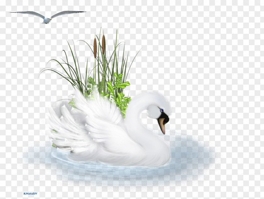 Duck Cygnini Desktop Wallpaper Fauna Computer PNG