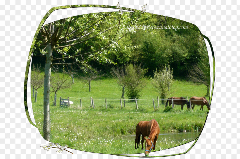 Forsythia Cattle Nature Reserve Farm Pasture Ranch PNG