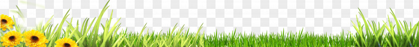 Green Leaves Frame,Plant Frame Wheatgrass Close-up Sunlight Wallpaper PNG