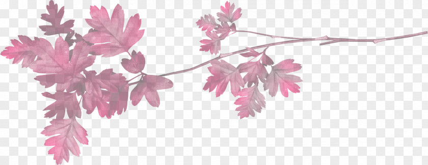 Petal Twig Pink Flower Leaf Plant Branch PNG