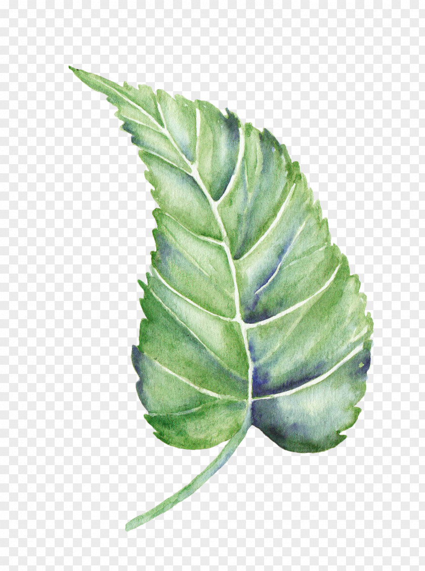 Plant Leaves Leaf Watercolor Painting Shape PNG