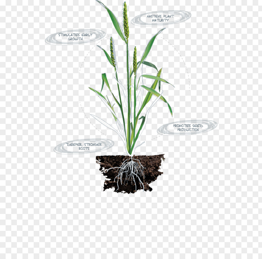Plants Nutrient Nitrogen Deficiency Plant Nutrition Leaf PNG