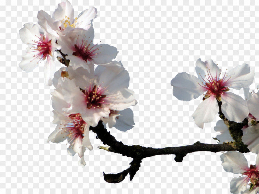 White Peach Almond Blossoms Cherry Blossom PNG