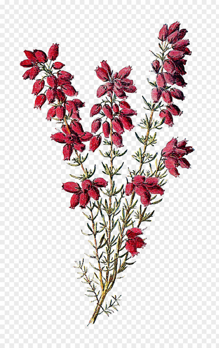 Wildflower Cliparts Calluna Drawing Flower Tattoo Botany PNG