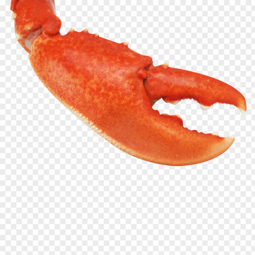 Homarus Gammarus American Lobster Dungeness Crab PNG gammarus lobster crab, Boston pliers clipart PNG