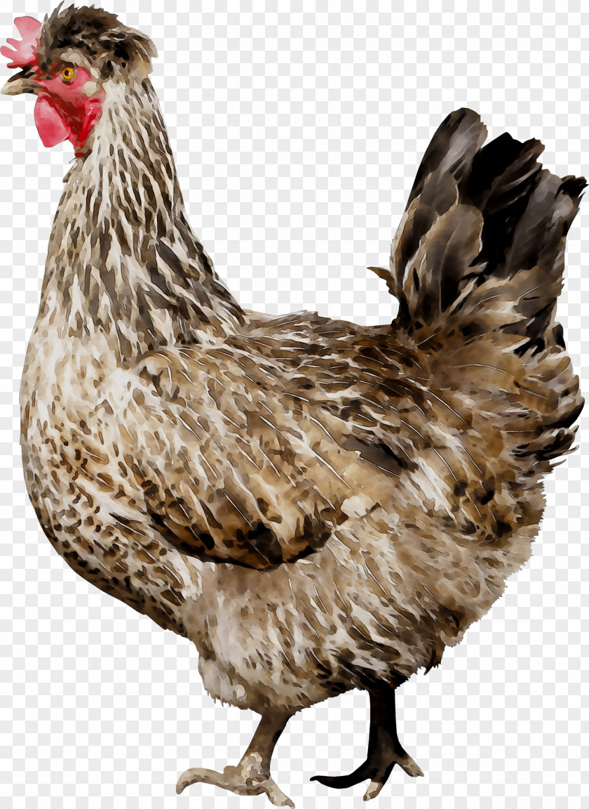 Rooster Chicken As Food Beak Feather PNG