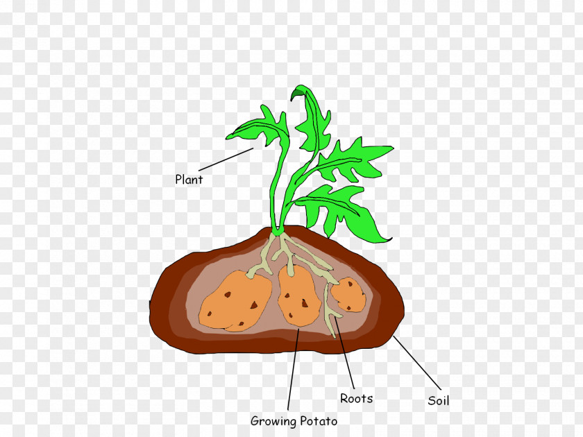 Where Can I Purchase Milkweed Plants Clip Art Illustration Cartoon Download PNG