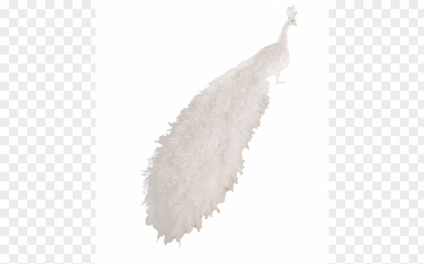White Peacock Feather PNG