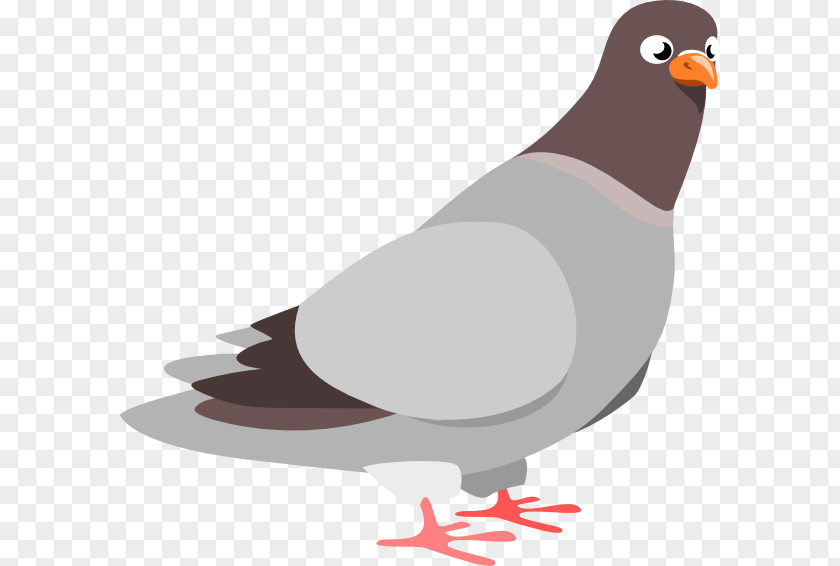 Gold Borders Homing Pigeon Columbidae Rock Dove Clip Art PNG