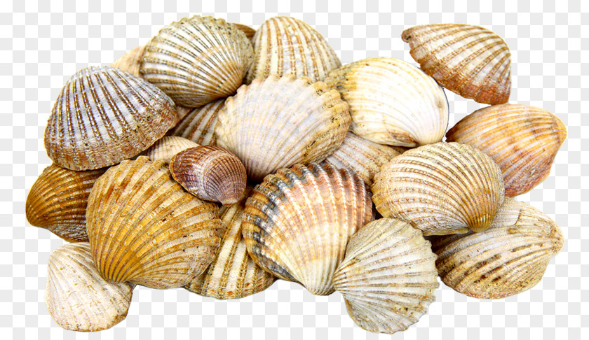 Mar Cockle Seashell Mollusc Shell PNG