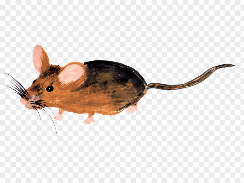 Mouse Animal Computer Rat Dormouse ネズミ PNG