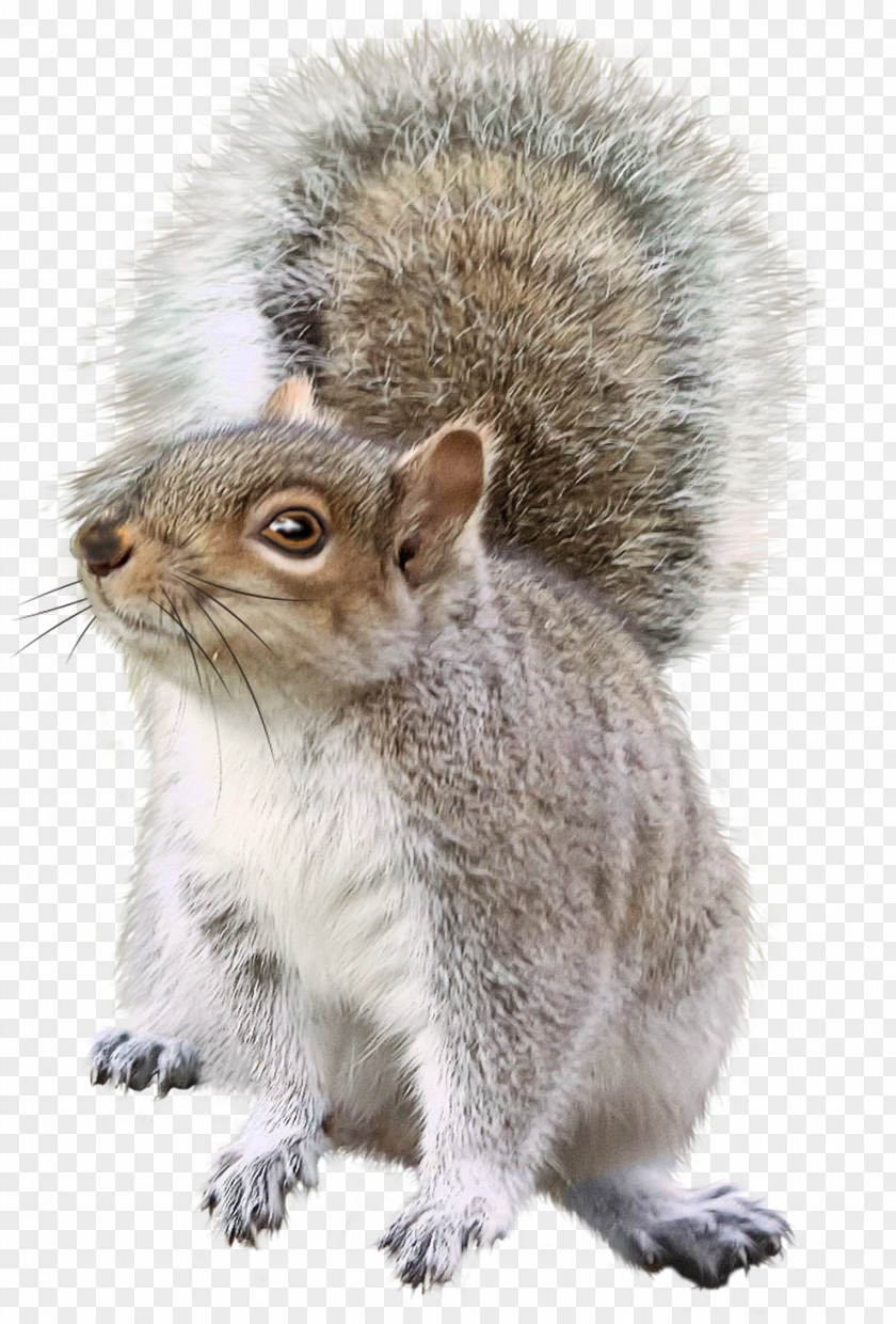 Squirrel Chipmunk Rodent Christmas Decoration PNG