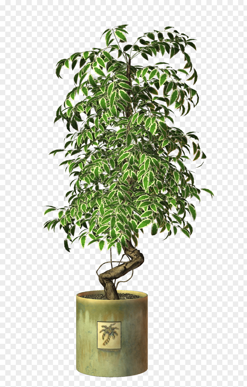 Tree Sageretia Theezans Flowerpot Advertising PNG