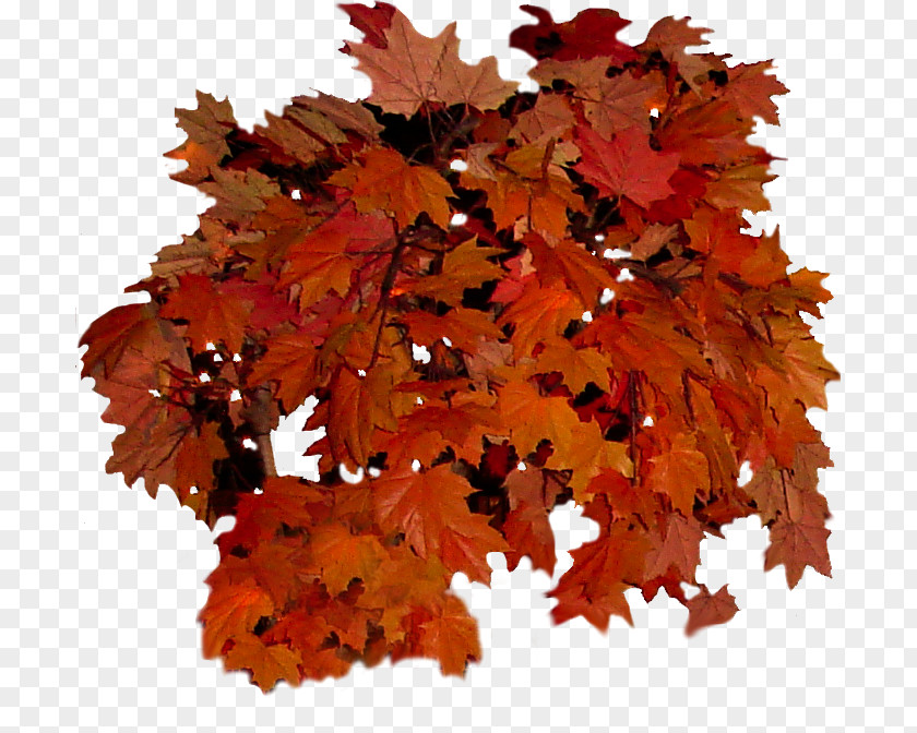 Autumn Leaves Leaf Color Tree Clip Art PNG