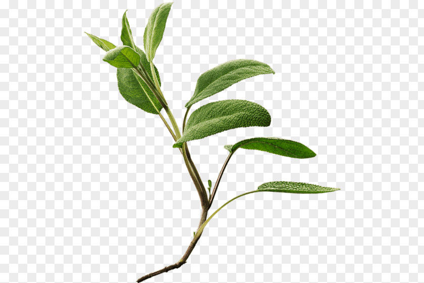 Botany Leaves Common Sage Herb Ricola Twig Officinalis PNG