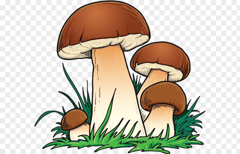 Mushroom Clip Art Vector Graphics Design Image PNG