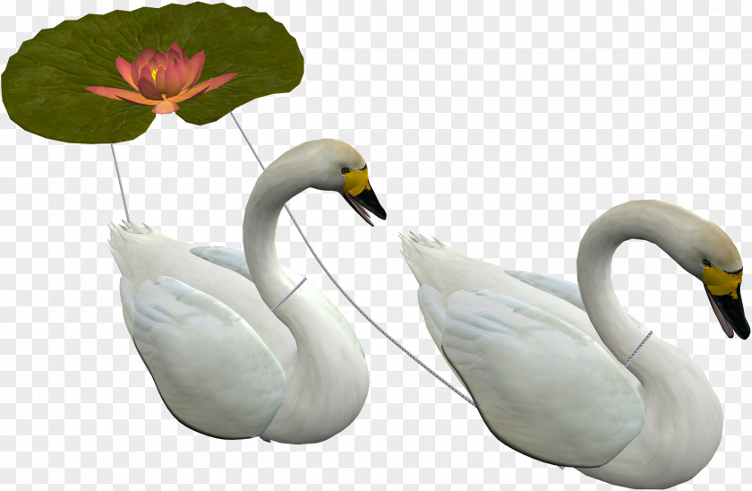 Swan Cygnini Bird Mythical Beings Clip Art PNG