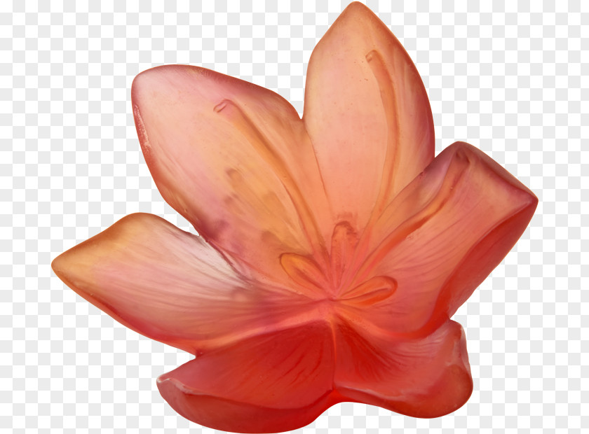 Herbaceous Plant Water Lily Orange PNG