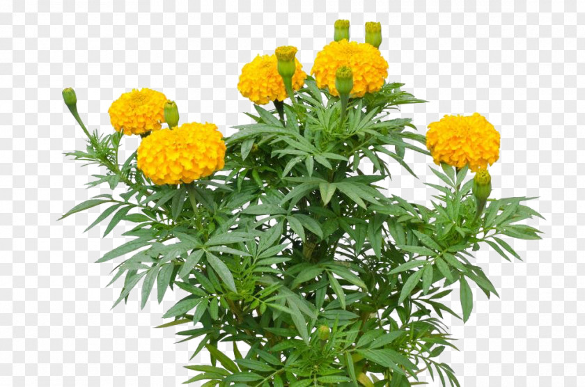 Marigold Flower Mexican Tagetes Lucida Sunflower PNG