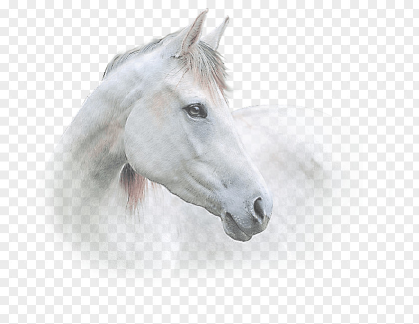 Mustang Stallion Halter Freikörperkultur Snout PNG