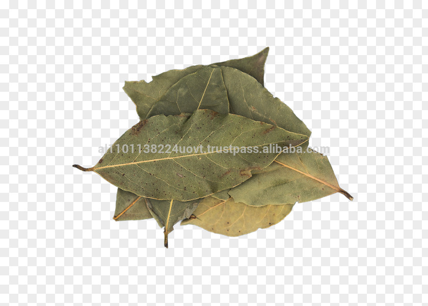 BAY LEAVES Bay Leaf Cooking Spice Mediterranean Cuisine Condiment PNG
