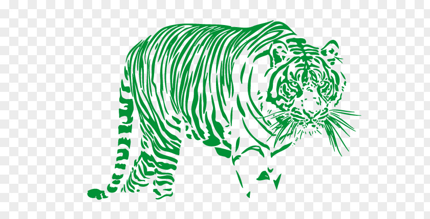 Tiger Bengal Illustration White Image PNG