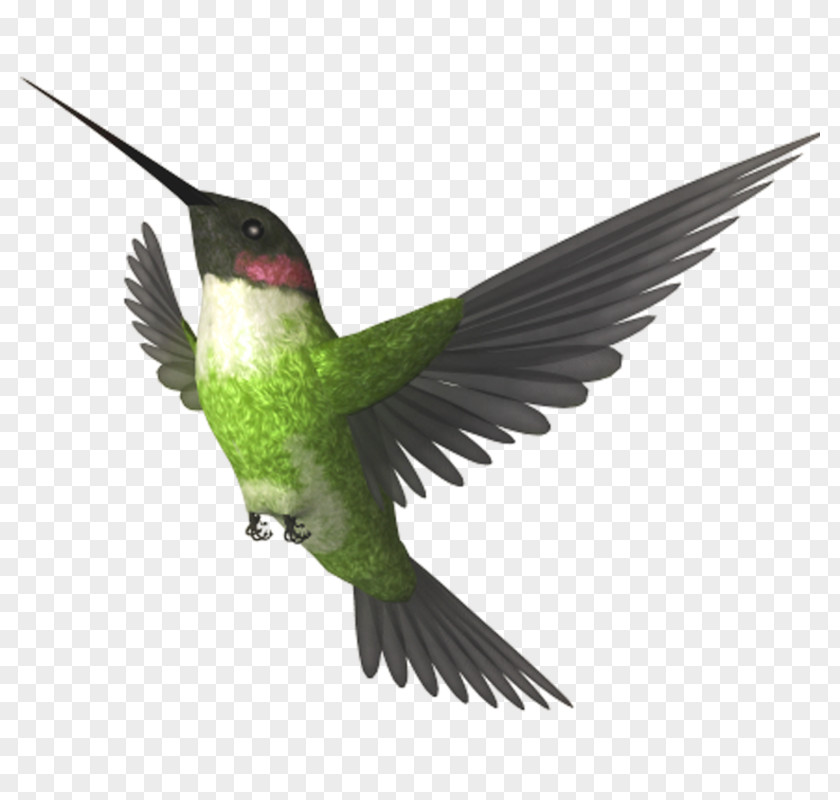 Bird Photography Picture Frames Clip Art PNG