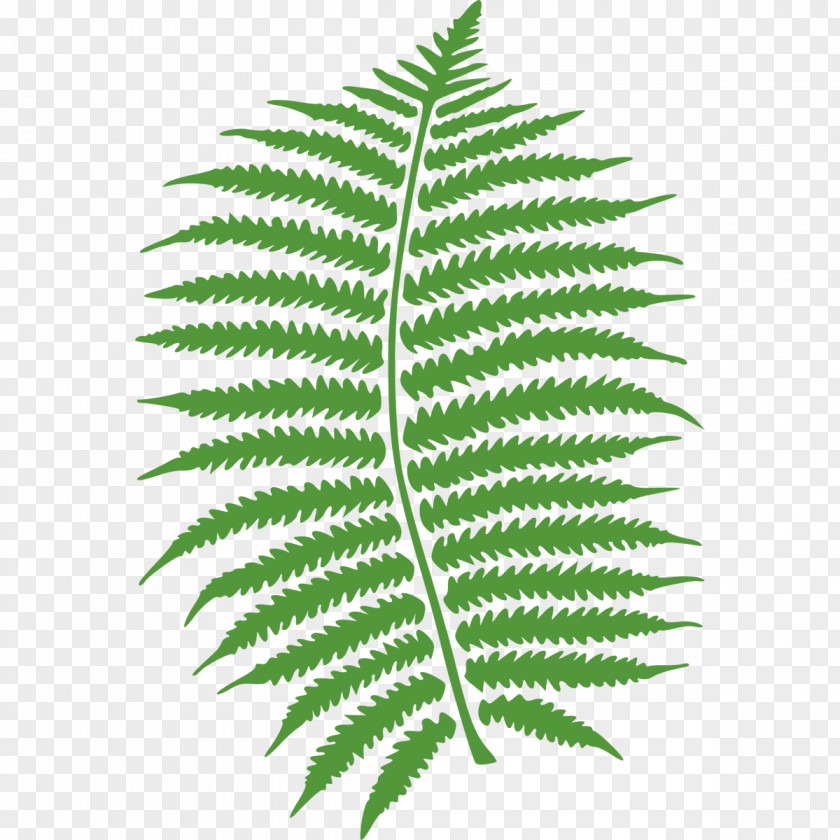 Fern Frond Clip Art PNG