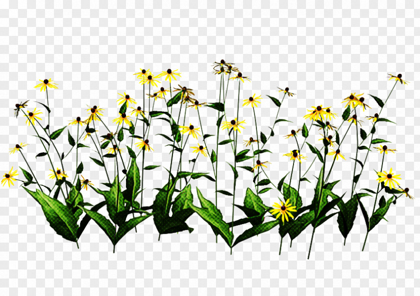 Flower Plant Wildflower Stem Pedicel PNG