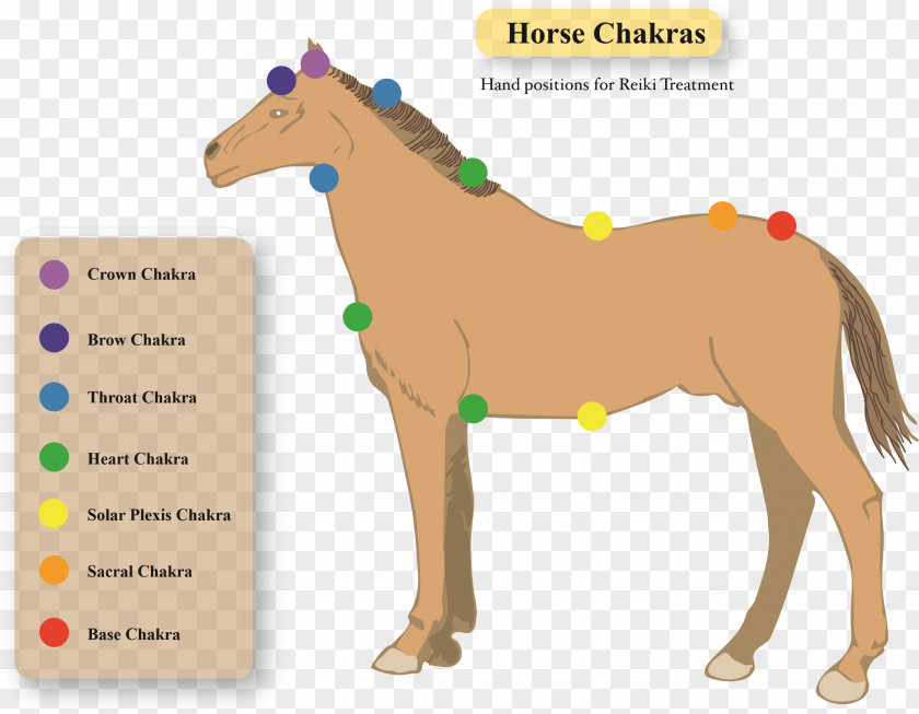 Horse Pony Crystal Healing Stallion Dog PNG