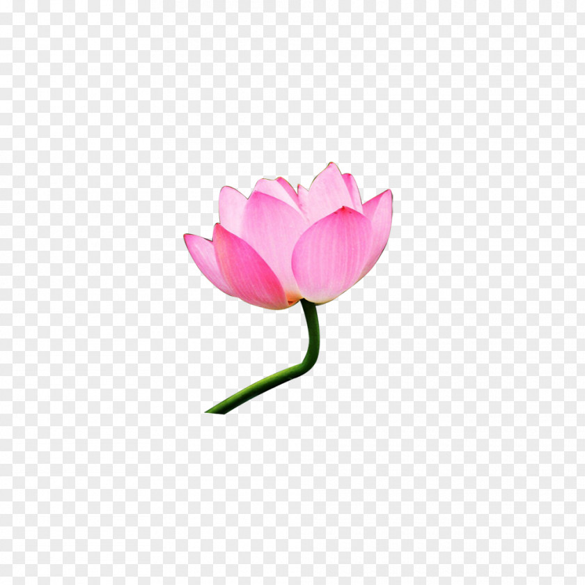 Lotus Creative Nelumbo Nucifera Pink Clip Art PNG