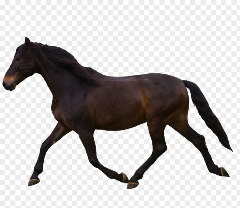 Police North America Percheron Breyer Animal Creations Equestrian Model Horse PNG